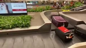 Сортировка багажа в аэропорту Сингапура.