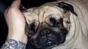 Мопс хрюкает