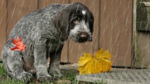 Мишель Легран  Осенняя  грусть