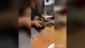 Музыкальный кот Басик