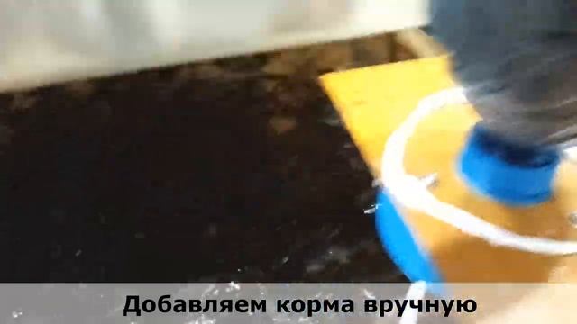 Клариевый сом на сомовой ферме.Кормление.