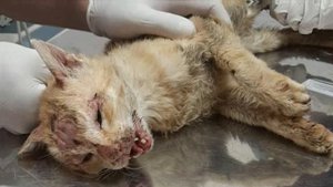 До слёз.. Автомобиль сбил желтую кошку, а водитель, сбивший ее, уехал, не оглянувшись..