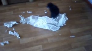 Чёрный карликовый пудель. Амон шкодничает