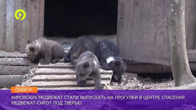 Медвежат хотят выпустить в дикую природу смотреть онлайн