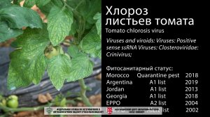 Хлороз листьев томата (tomato infectious chlorosis virus)