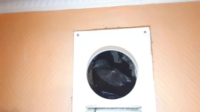 Спасли птицу мира (голубя) смотреть онлайн