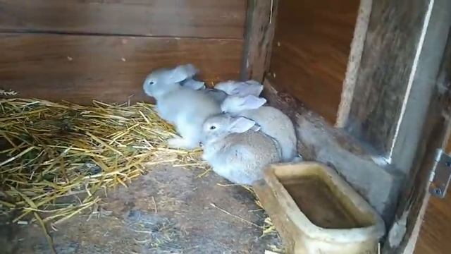 На какой день крольчата вылазят из гнезда?////Когда крольчата начинают кушать с крольчихой/крольчат смотреть онлайн