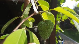 Аннона Атемойя. Опыление, завязь, дегустация плода. Мой опыт.