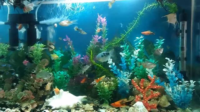 Аквариум, Aquarium петушок, лабео, барбус, тернециа, данио смотреть онлайн