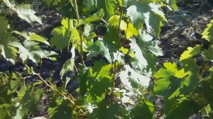 Обработка,подкормка и полив винограда после цветения.