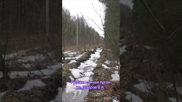 Русская гончая Аргон вл Шатров В.А.