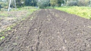 Посев сидератов с помощью активных роторов мотоблока