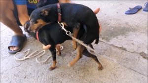 MOM DOBERMAN PINSCHER MATING | BREED CUTE PUPPIES