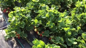 Клубника Альба. Азия. Первый сбор 2018