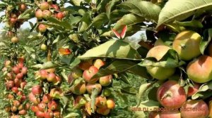 Яблоня колоновидная Приокское (malus) ? яблоня Приокское обзор: как сажать саженцы яблони Приокское