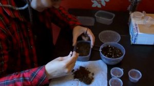 Криповая распаковка неудачной покупки пауков / Осторожно, недобросовестный продавец!