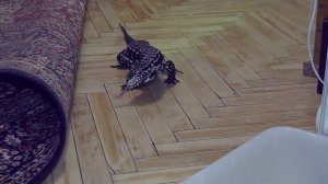 Что будет с мышками? Ящерица вышла на охоту.