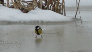 Большая синица, наблюдение птиц в Великом Новгороде, 27 января 2024, видеокамера Panasonic HC-V380