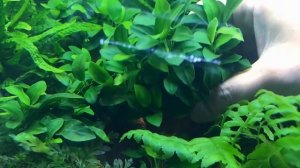 Анубиас бартери Нана / Anubias barteri var. nana