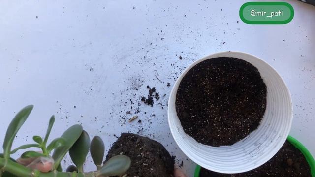 ПЕРЕСАЖИВАЮ ДЕНЕЖНОЕ ДЕРЕВО!УХОД ПОСЛЕ ПЕРЕСАДКИ! смотреть онлайн