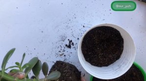 ПЕРЕСАЖИВАЮ ДЕНЕЖНОЕ ДЕРЕВО!УХОД ПОСЛЕ ПЕРЕСАДКИ!