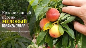 Колоновидный персик Сувенир Россия | Small Gardens