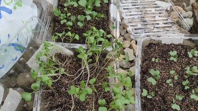 Очень много успели сделать НА ДАЧЕ и НА УЧАСТКЕ ? смотреть онлайн