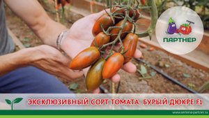 ЭКСКЛЮЗИВНЫЙ СОРТ ТОМАТА. БУРЫЙ ДЮКРЕ F1