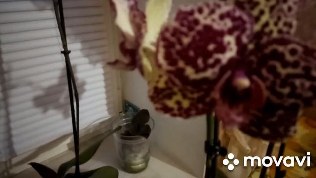 18.05.2022г. Орхидеи ЛАЙМ ЛАЙТ, ДИКИЙ КОТ И ДРУГИЕ! смотреть онлайн