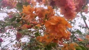 Bougainvillea || cenematic video||Natapsi India