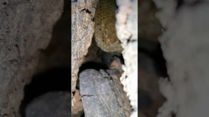 Пасика 2021 как живут пчелы зимой в дупле на дереве