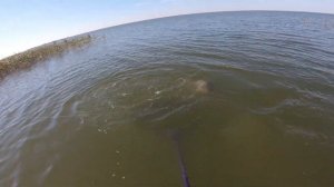 КАРП.САЗАН. ЛУЧШИЕ ПОКЛЕВКИ 2020 ГОДА