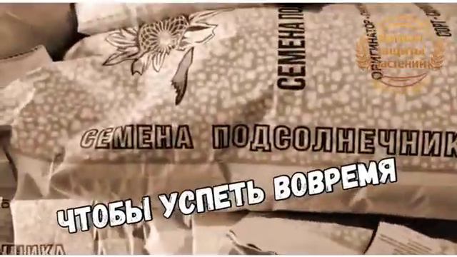 Как получить семена гибриды подсолнечника вовремя, заказав их в РЕГИОН ЗАЩИТЫ РАСТЕНИЙ 🌻🌻🌻