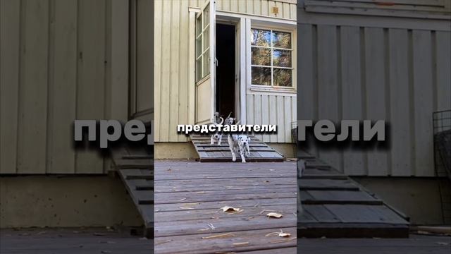 Интересные факты о Далматинцах