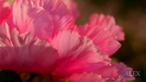 Алексей Брянцев ~ Я ждал тебя Я тебя искал