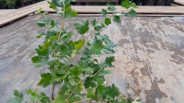 Крыжовник Финский смотреть онлайн