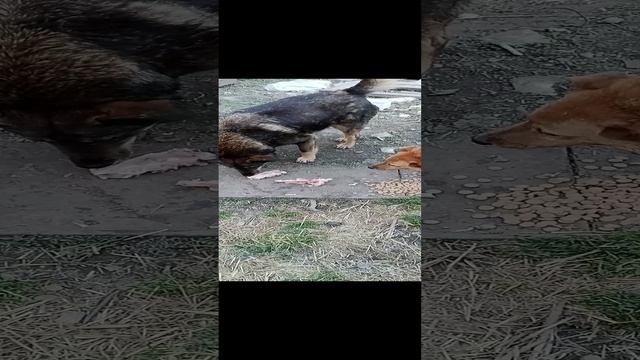 мои подопечные