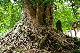 В старости даже дерево кашляет