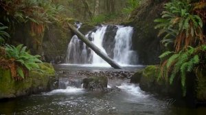 The Forest Waterfall HD - The Calming Sound of Water