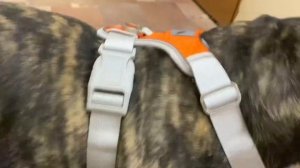 Французские бульдоги Бумер и Дизель. Шлейка для Дизеля