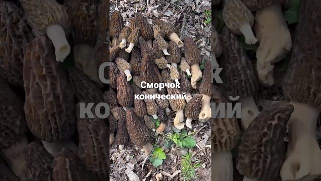 Сморчок конический. 16.04.23