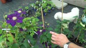 Clematis 'Vagabond' - Sötétlila klematisz piros csíkkal - Clematis vásárlása