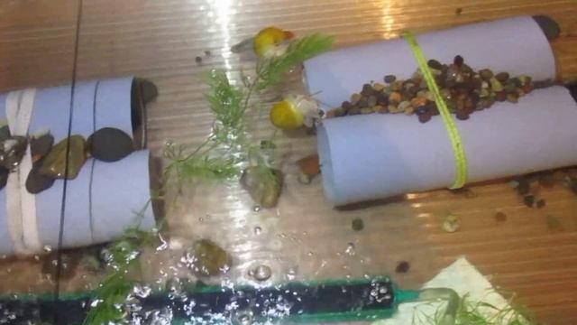 Как перевозить Раков на дальние расстояния! смотреть онлайн