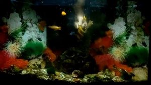 красивый аквариум с африканскими цихлидами