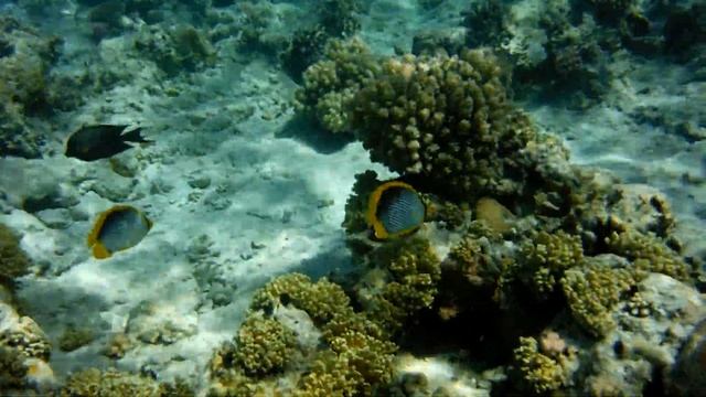 Черноспинные рыбы-бабочки 2017 - часть 1 смотреть онлайн