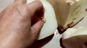 Хочу собрать СЕМЕНА из Патиссон сорта БЕЛЫЙ!!! 👍👍👍.    Но........  🙂      7.12.23💖г.