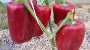Томаты без тормозов!  Перцы завораживают! Обзор.