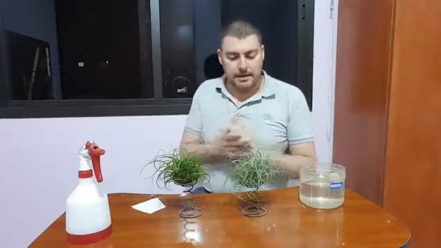 L'entretien Du Tillandsia