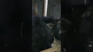 Бычки Абердин ангус и красностепоной породы. Замер бычков метровой лентой.