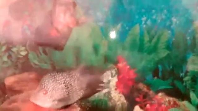 Аквариумные рыбы Арована смотреть онлайн